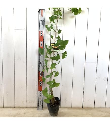 斑入りイチョウ　銀杏　イチョウ　植物　盆栽　山野草 Amazon｜斑入りイチョウ 銀杏 イチョウ 植物 盆栽 山野草｜観葉植物